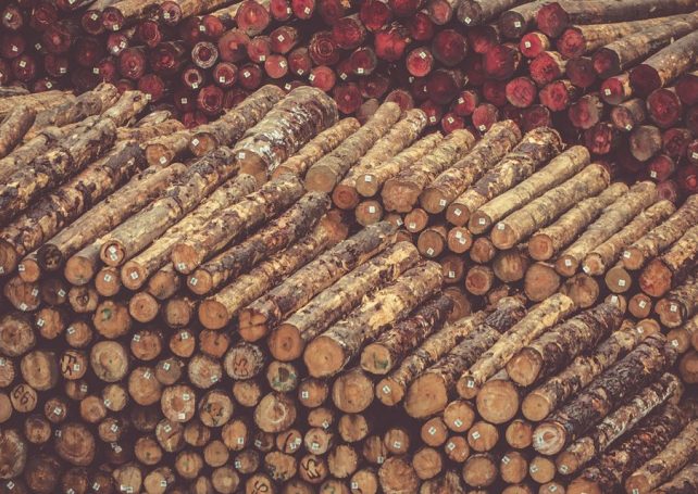 Macao is about to host its first forestry conference