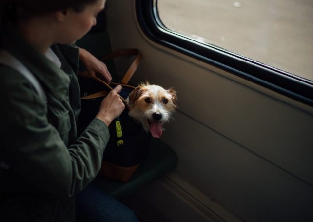 Officials are hinting at easier rules on bringing pets to mainland China