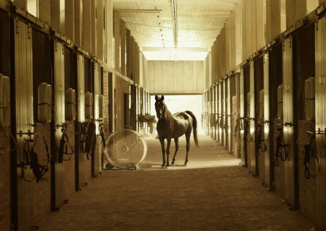 What will happen to the racehorses after the Macau Jockey Club closes? 