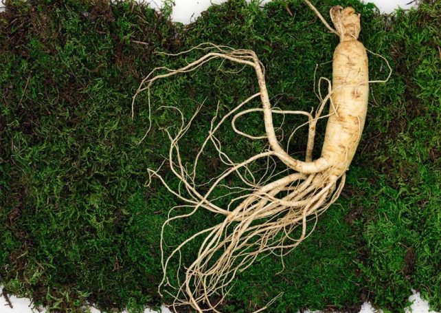 Local scientists have discovered anti-fungal properties in ginseng leaves