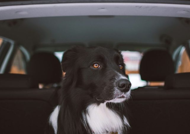 Rules on moving pets between Macao and Hengqin are about to change
