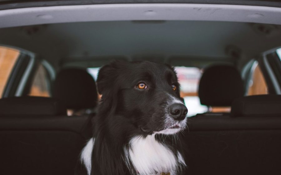 Rules on moving pets between Macao and Hengqin are about to change