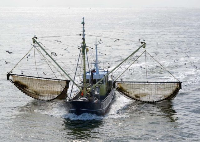 Seahorse populations in Brazil are being decimated by trawlers
