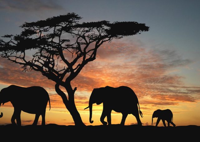 ‘The Herd’ aims to raise climate change awareness with a 20,000 kilometre journey