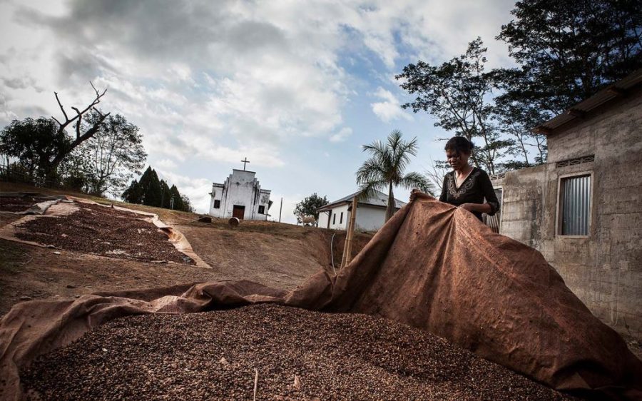 Timorese coffee growers want UNESCO recognition