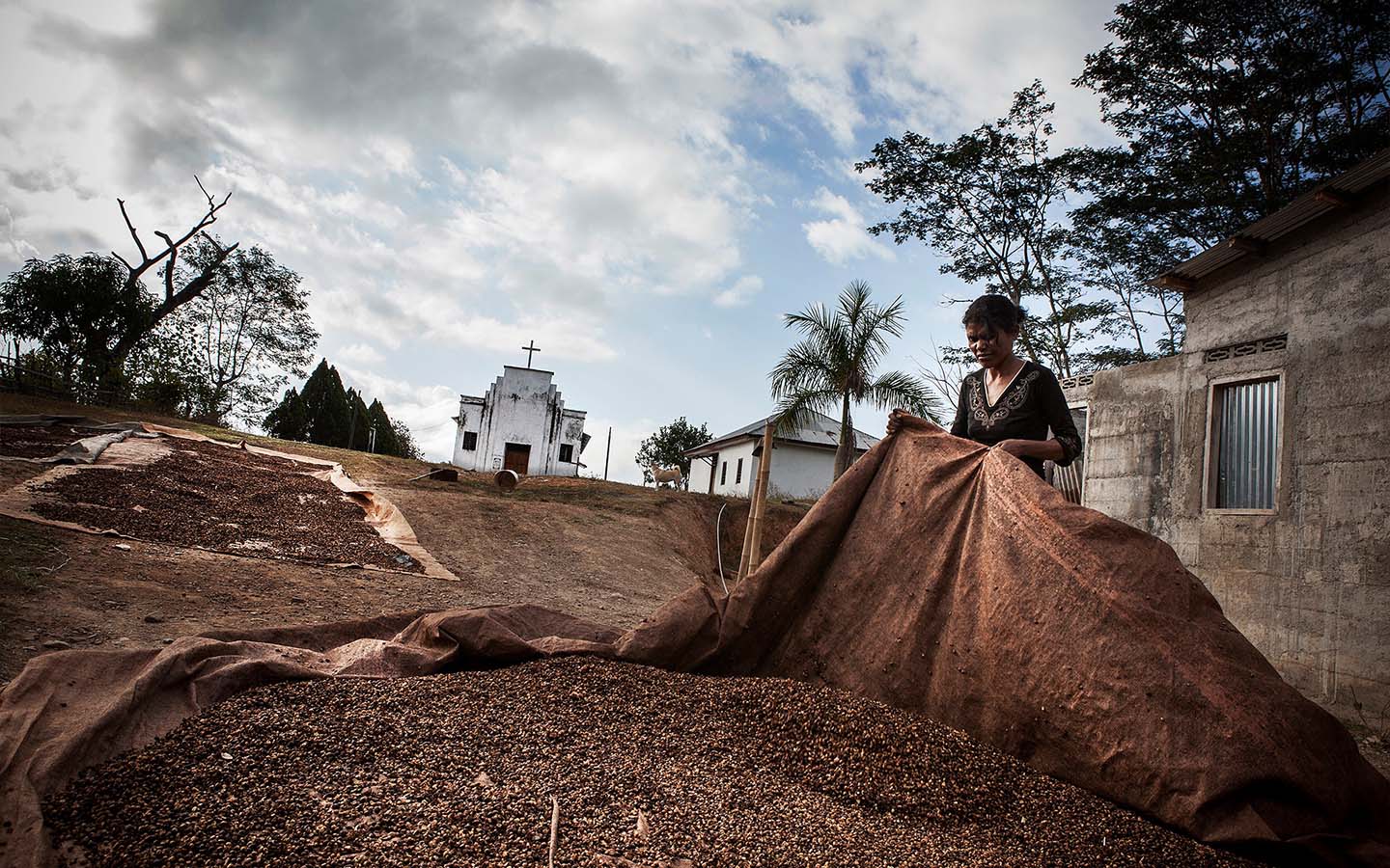 Timorese coffee growers want UNESCO recognition