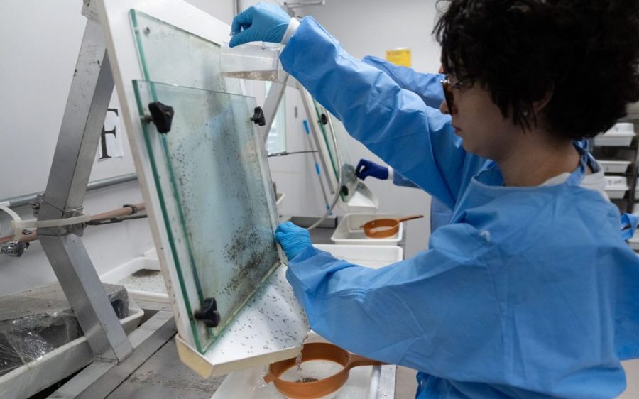Brazil has been stricken with a record-breaking 5 million cases of dengue fever