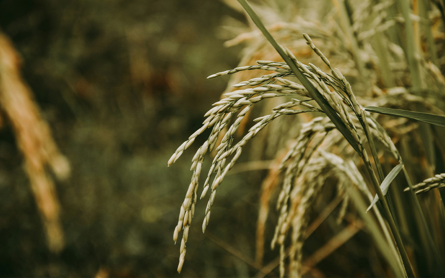 Greenpeace is behind a ban on ‘lifesaving’ Golden Rice in the Philippines