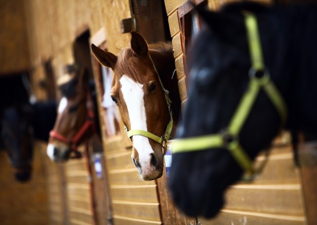 Most of Macao’s former racehorses have been sent to Zhuhai