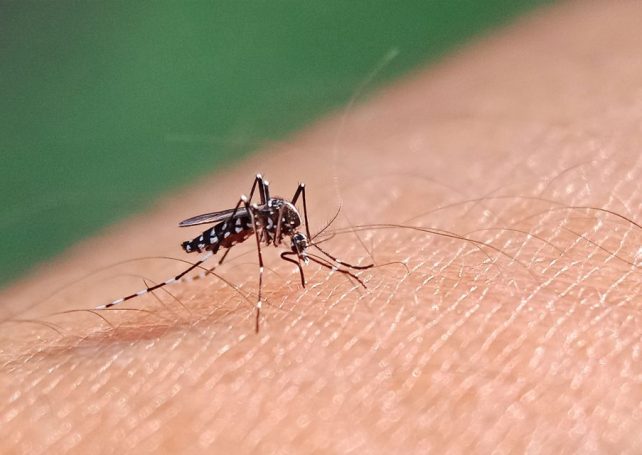Timor-Leste takes on dengue with 8,000 specially bred mosquitoes