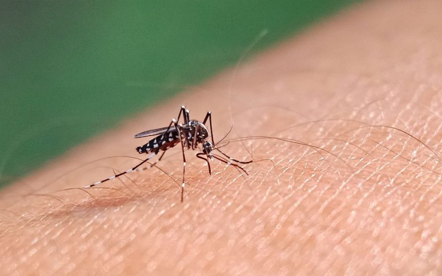 Timor-Leste takes on dengue with 8,000 specially bred mosquitoes