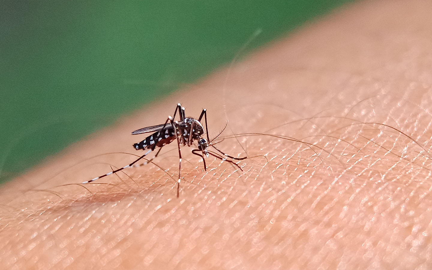 Timor-Leste takes on dengue with 8,000 specially bred mosquitoes