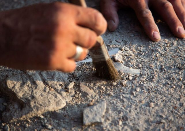 Palaeontologists have uncovered an ancient marine crocodile fossil in Angola